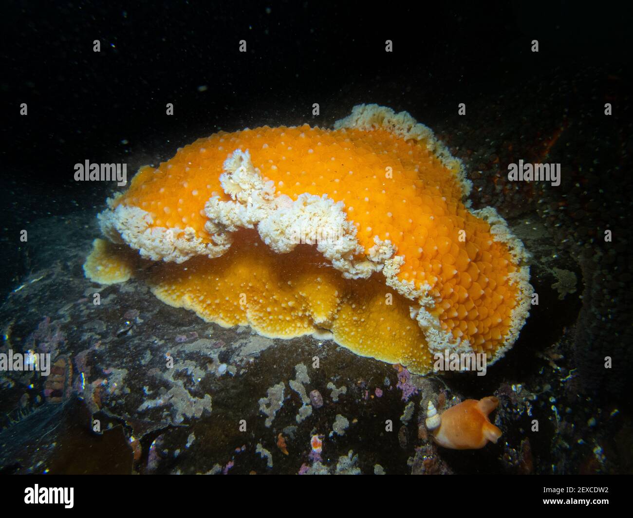 Orange Peel Nudibranch Sea Slug Underwater in Southeast Alaska, USA Stock Photo