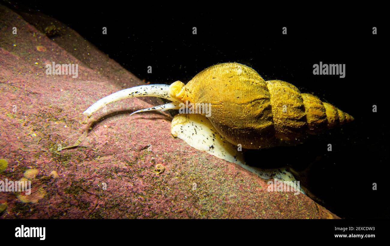 Snail with Spiral Shell Along Rocks Underwater, Southeast Alaska, USA Stock Photo