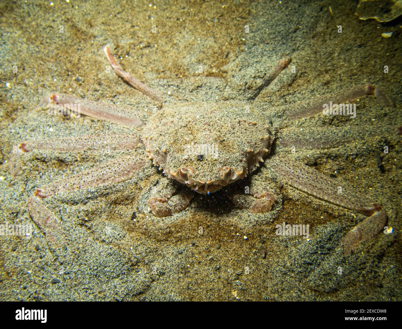 Tanner Crab Burrowed in Sand, Camouflaged Underwater Southeast Alaska Stock Photo