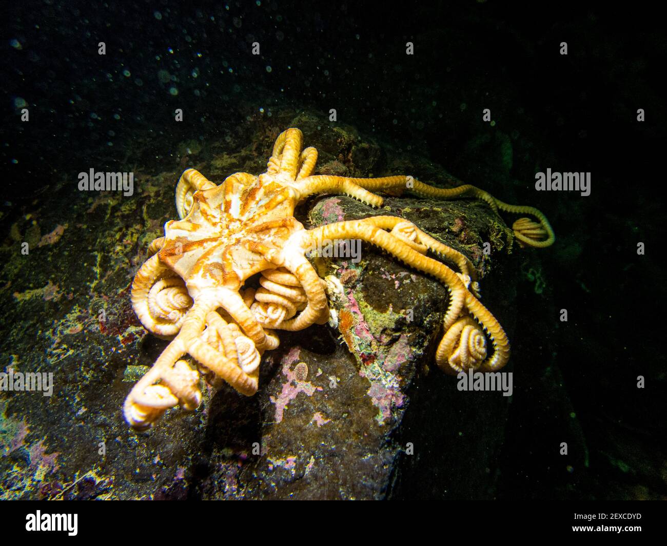 Basket Sea Star Curled Up Underwater in Southeast Alaska, USA Stock Photo