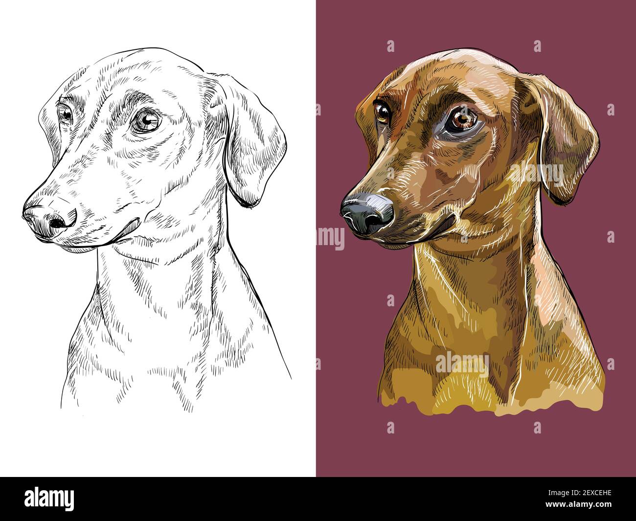 Realistic head of german pinscher. Vector black and white and colorful isolated illustration of dog. For decoration, coloring book pages, design, prin Stock Vector