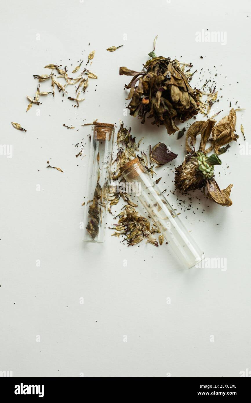 Flay lay of dried zinnia flower heads for seed saving on a white background Stock Photo