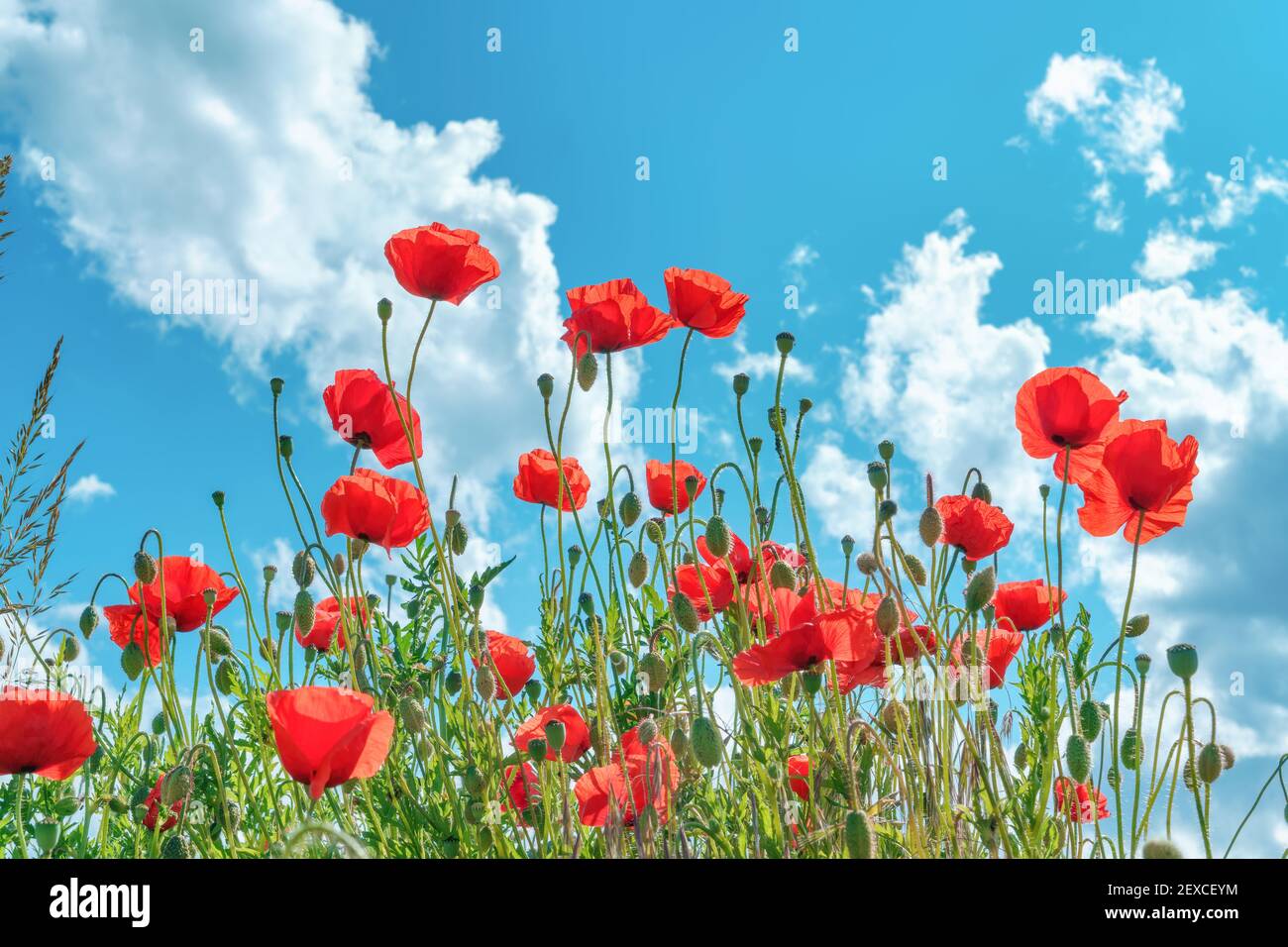 Red poppies in bloom on a field, blue sky, sun rays, bright Stock Photo ...