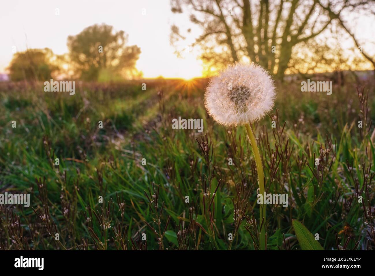 A dandelion in the evening red light of the evening sun, close-up Stock Photo