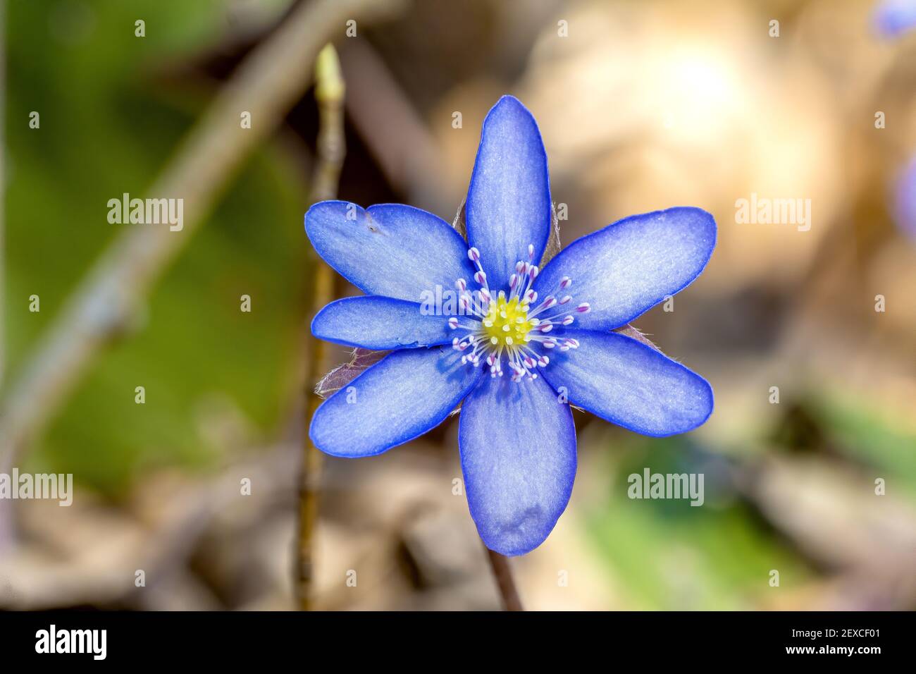 Blue flower in closeup in a forest Stock Photo
