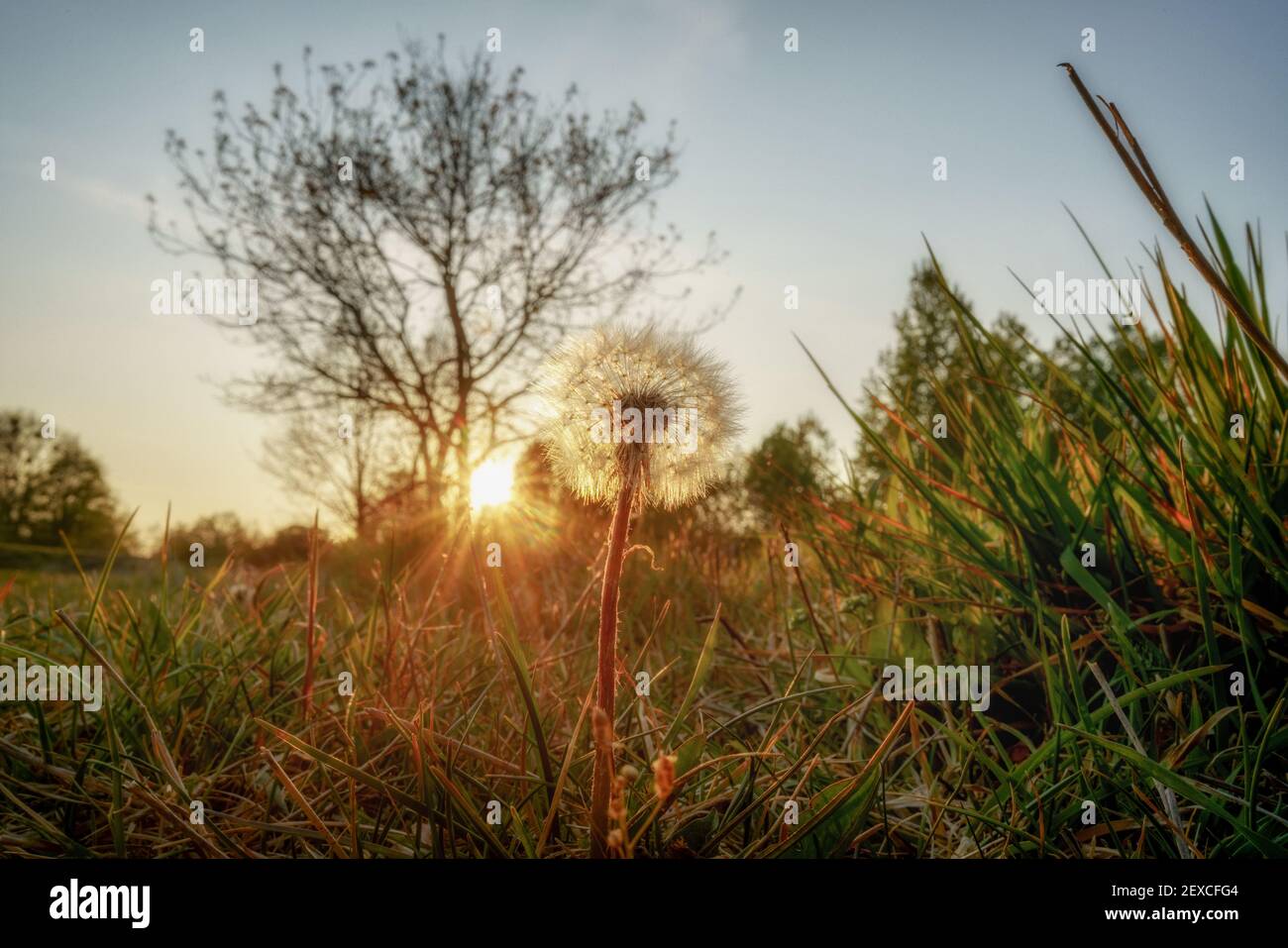 A dandelion in the evening red light of the evening sun Stock Photo