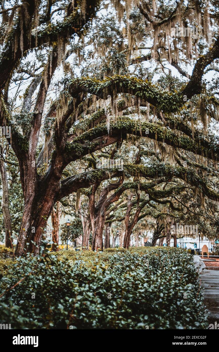 Oak trees and lush spanish moss in Forsyth Park, Savannah,