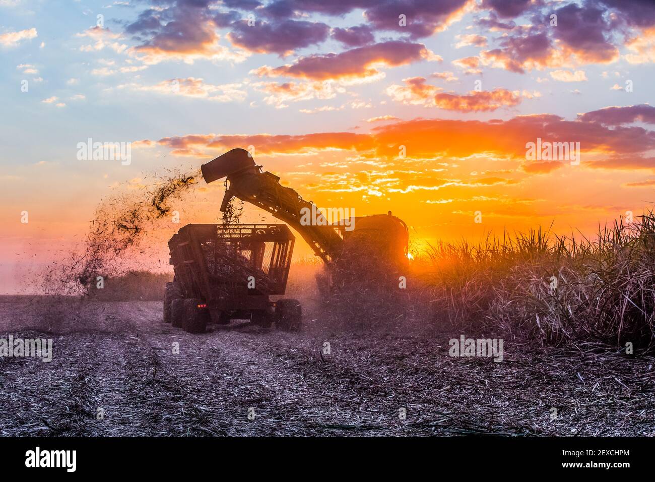 Harvesting sugarcane as part of biofuels production in Brazil Stock