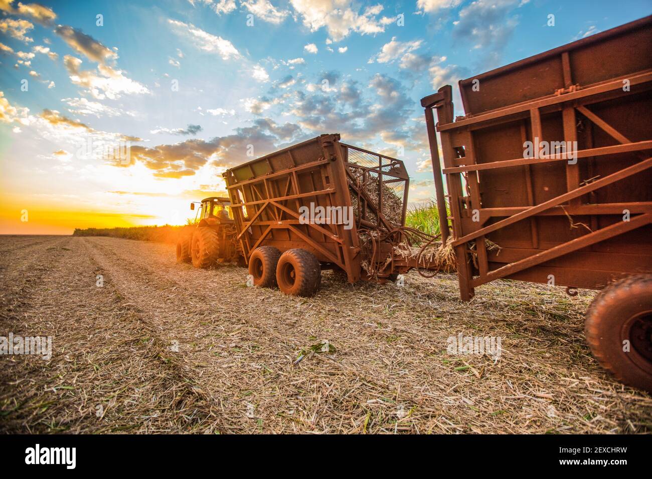 Harvesting sugarcane as part of biofuels production in Brazil Stock