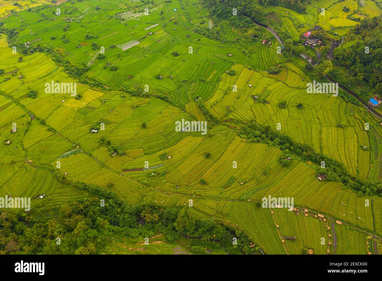Terraced rice fields with small rural farms in Bali, Indonesia Top down overhead aerial birds eye view of lush green paddy field plantations on the hill Stock Photo