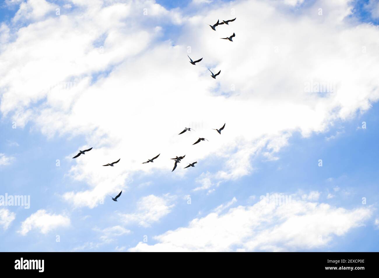 Bird flying in the sky background, cloudy sky and blue color Stock Photo -  Alamy