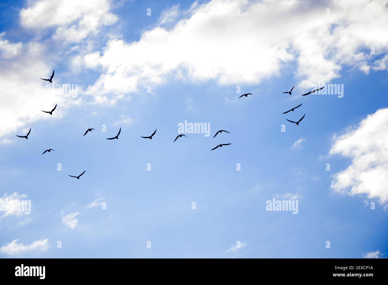 Bird flying in the sky background, cloudy sky and blue color Stock Photo -  Alamy