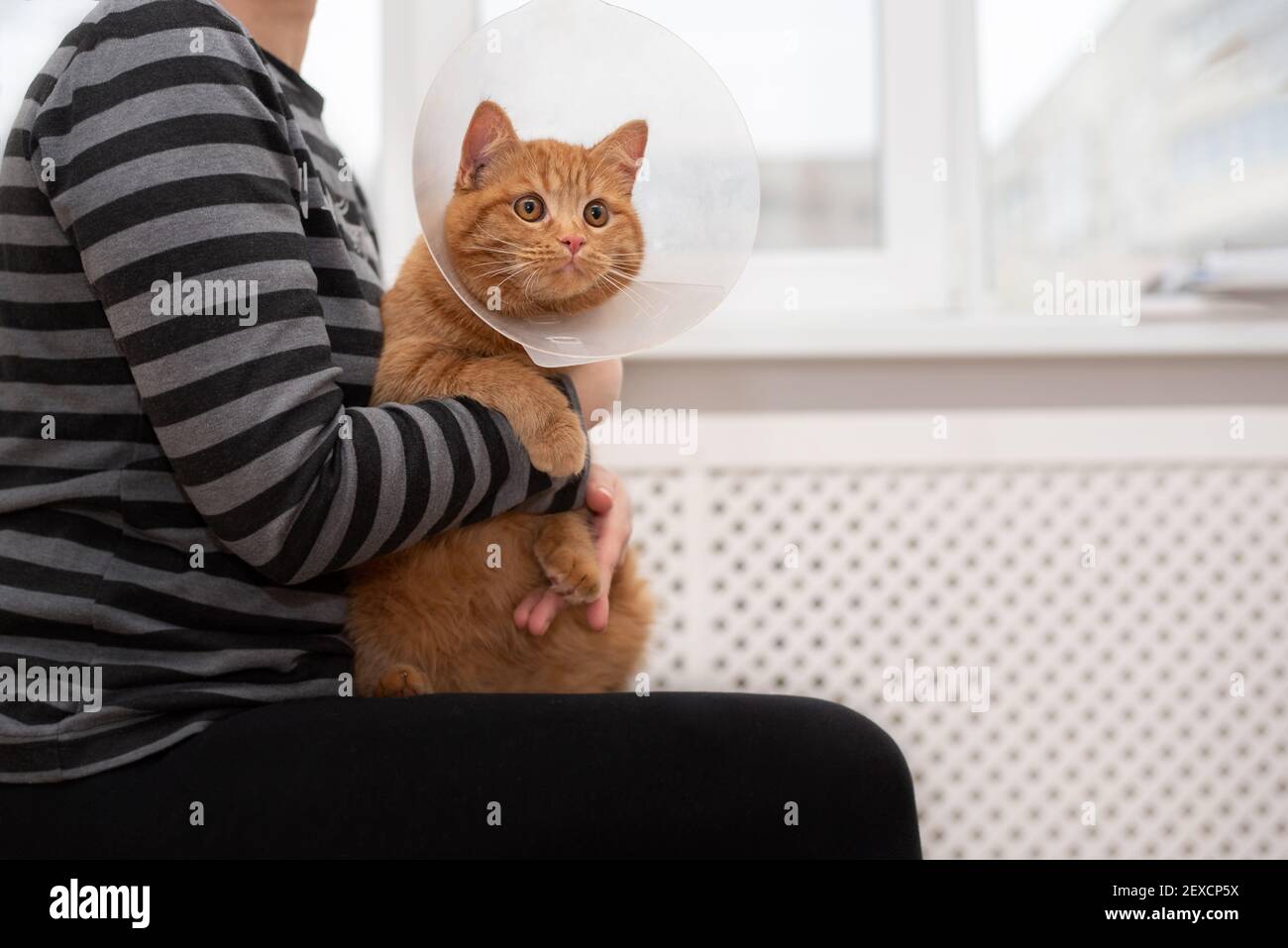 caring for cat with elizabethan collar
