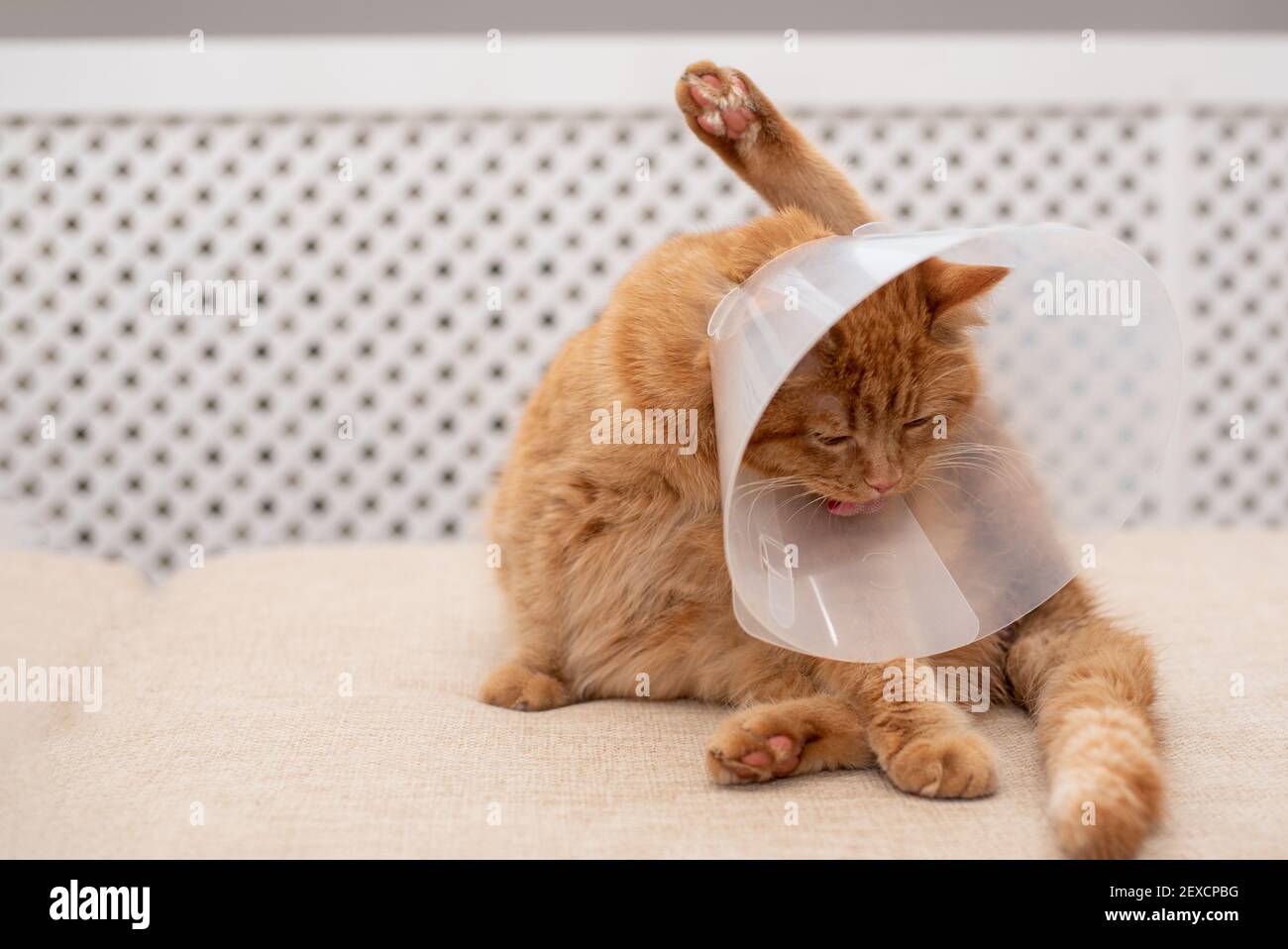 Ginger cat with Vet Elizabethan collar trying to licking his paw. Close-up of striped, cat lying on sofa in the room, washing, licking itself. Stock Photo