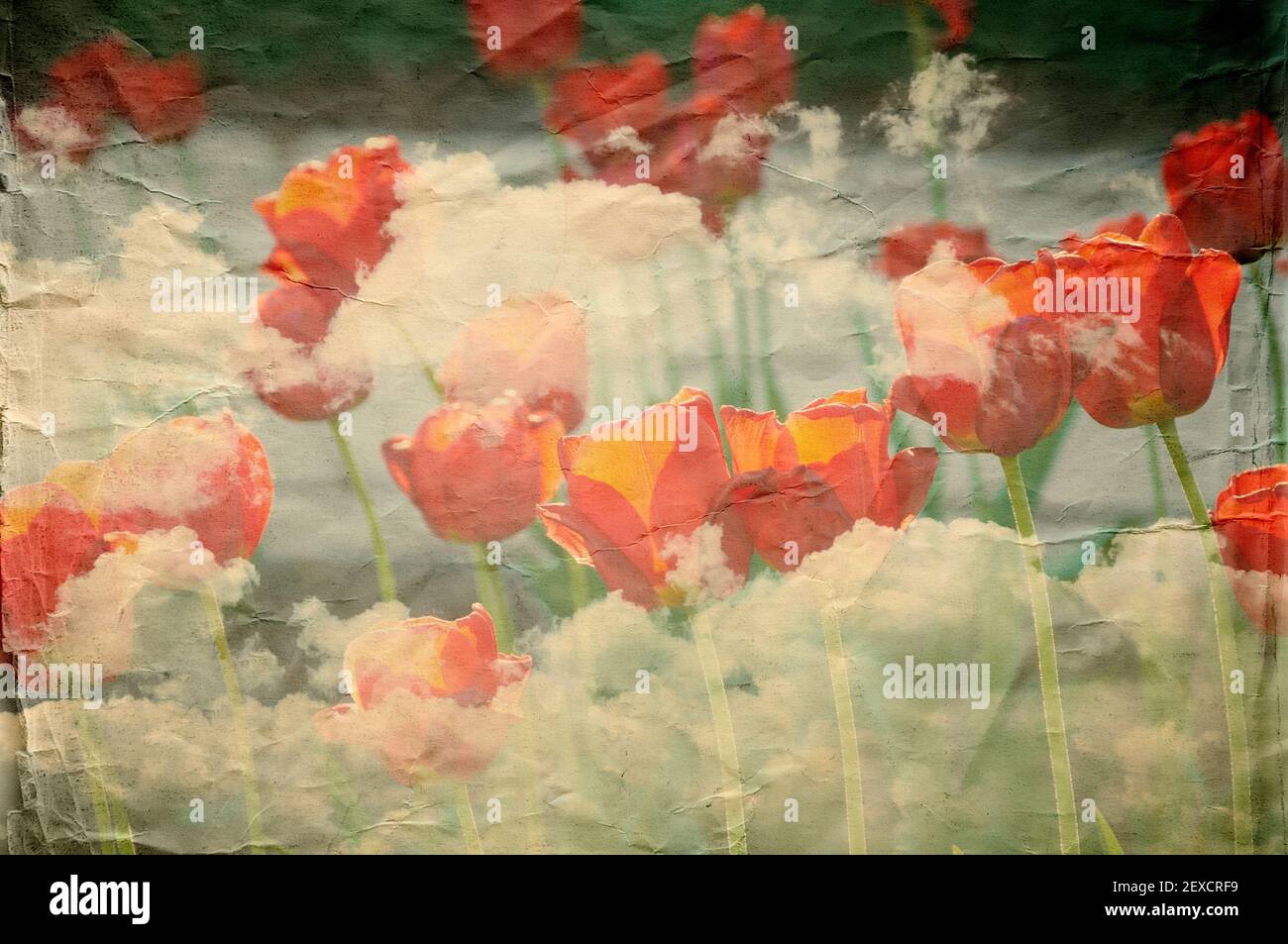 Red flowers texture paper hi-res stock photography and images - Alamy