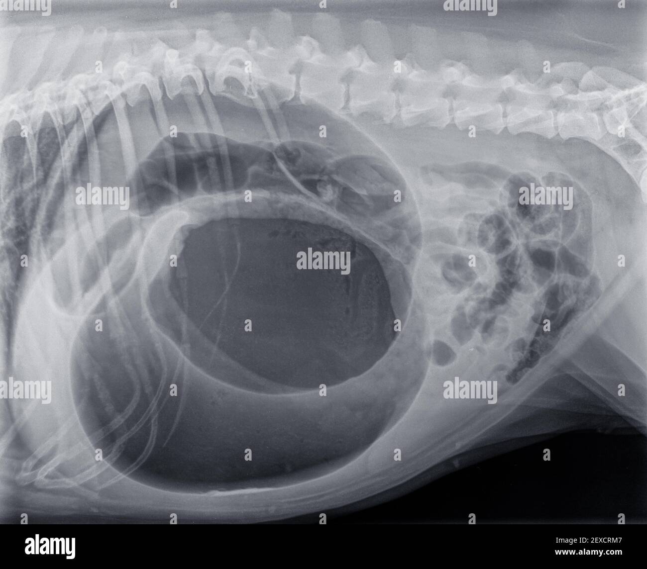 Lateral x-ray of a large dog with a gastric  dilatation and torsion. There is a lot of gas (black on the photo) in the stomach. Emergency case! Stock Photo