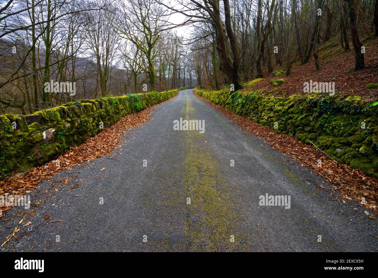 This ancient, mossy lane is in the Ogwen Valley near Tregarth in North Wales. It stretches from Dinas Farm to the Llwyn Bleddyn Road. Stock Photo