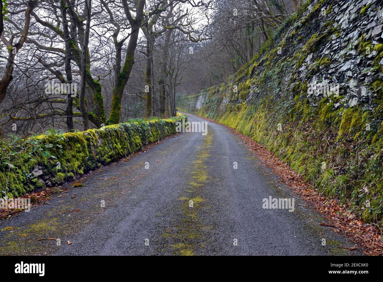 This ancient, mossy lane is in the Ogwen Valley near Tregarth in North Wales. It stretches from Dinas Farm to the Llwyn Bleddyn Road. Stock Photo
