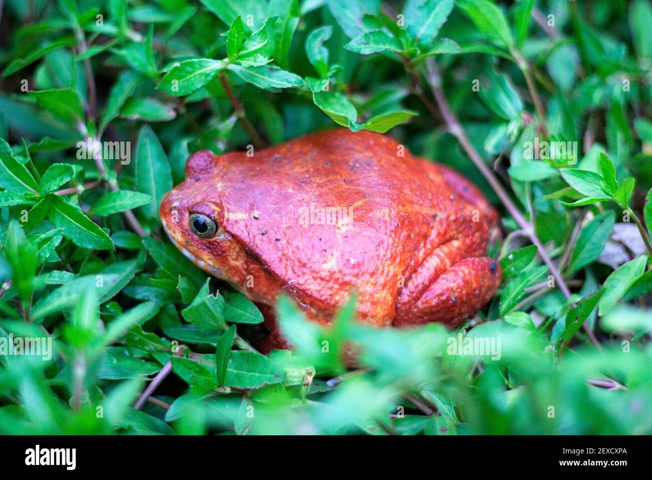 Tomato Frog or Crapaud Rouge de Madagascar (Dyscophus antongilii) on green leaves, Madagascar Stock Photo