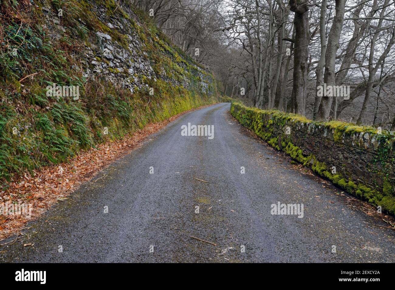 This ancient, mossy lane is in the Ogwen Valley near Tregarth in North Wales. It stretches from Dinas Farm to the Llwyn Bleddyn Road. Stock Photo