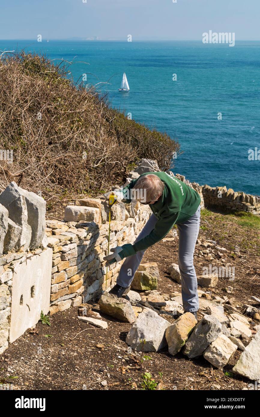 Female volunteer rebuilding repairing dry stone wall at Durlston