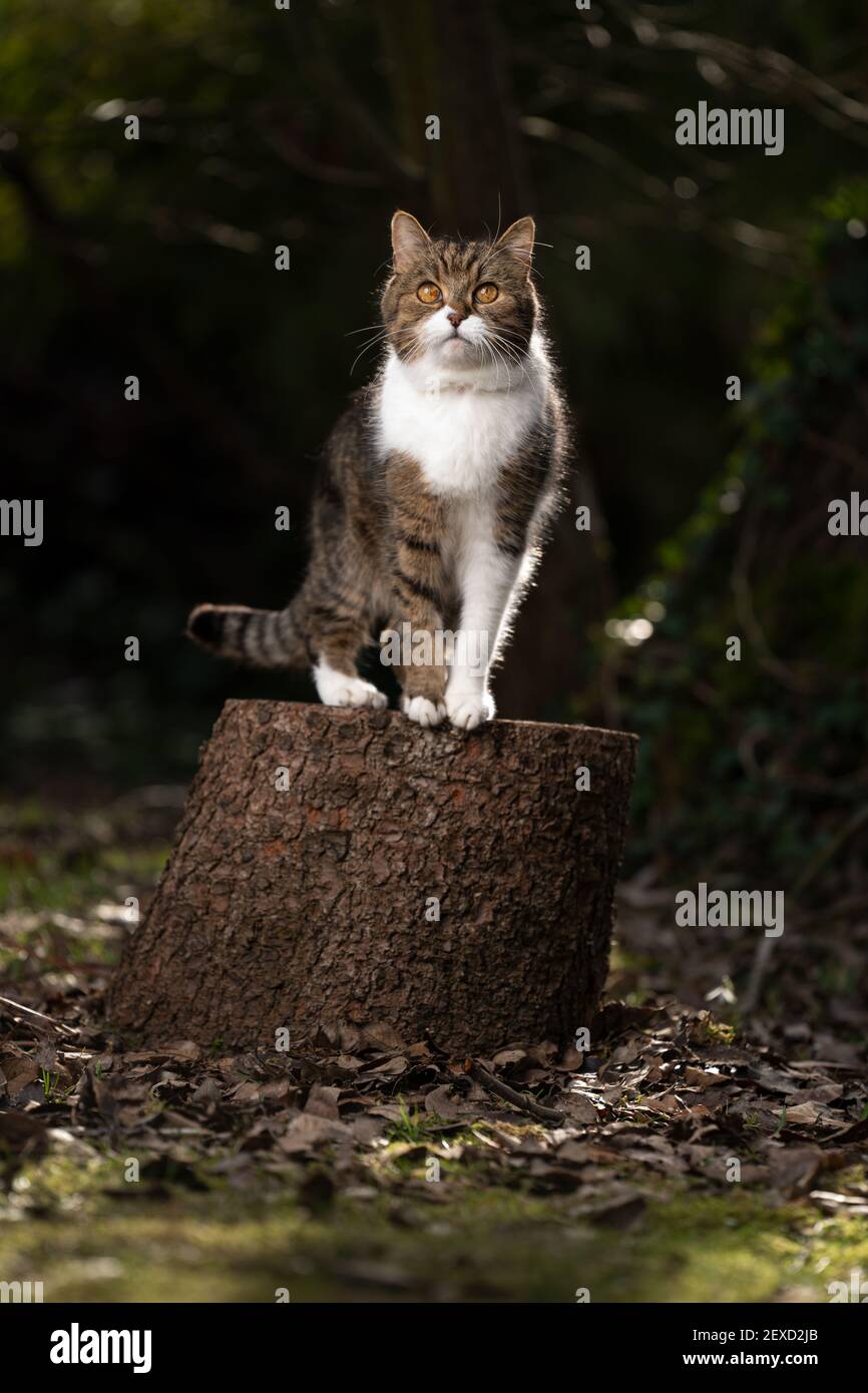 tabby white british shorthair cat sitting on tree stump outdoors in the ...