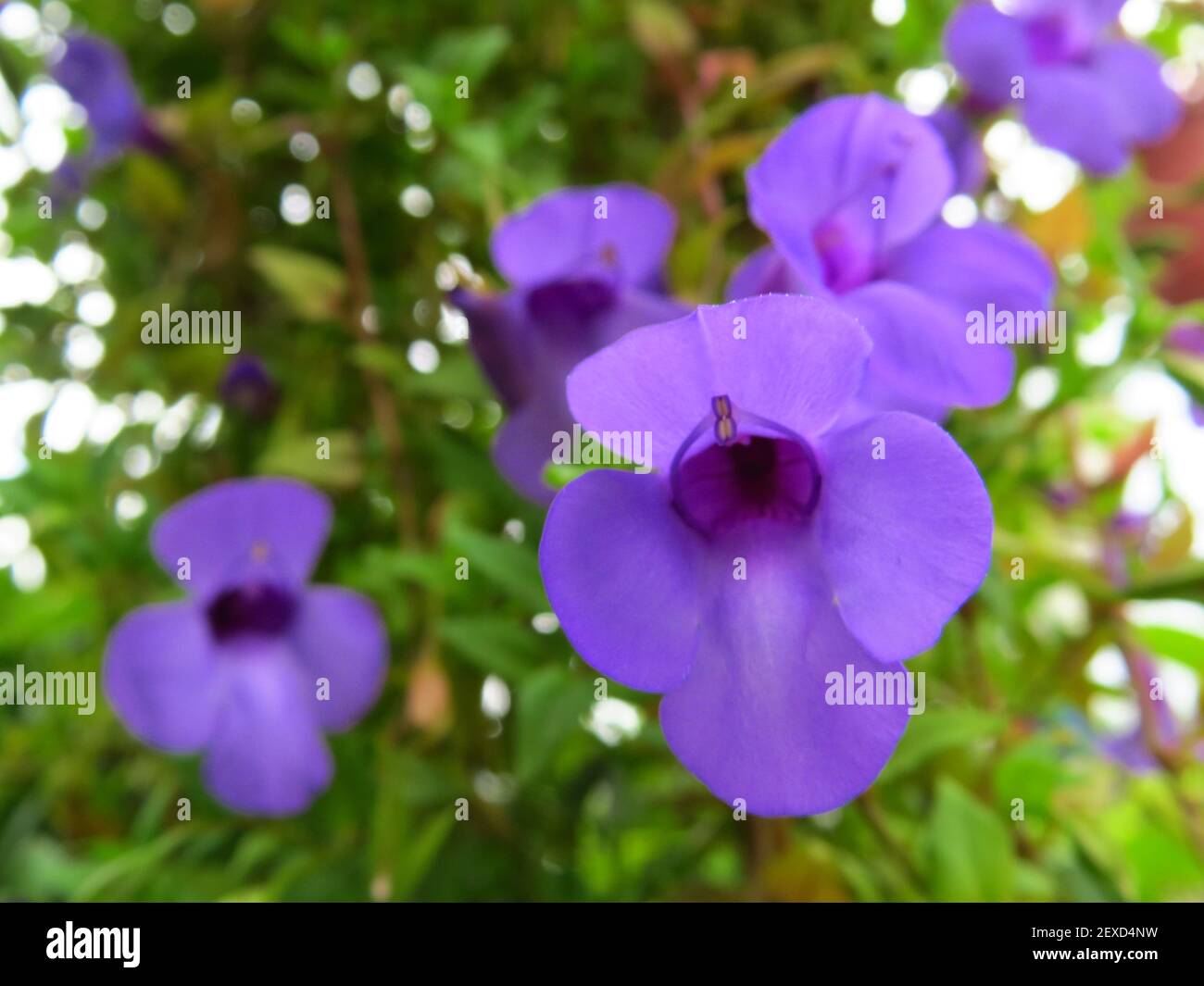 A closeup shot of purple Achimenes jasmine flowers on a blurred background Stock Photo