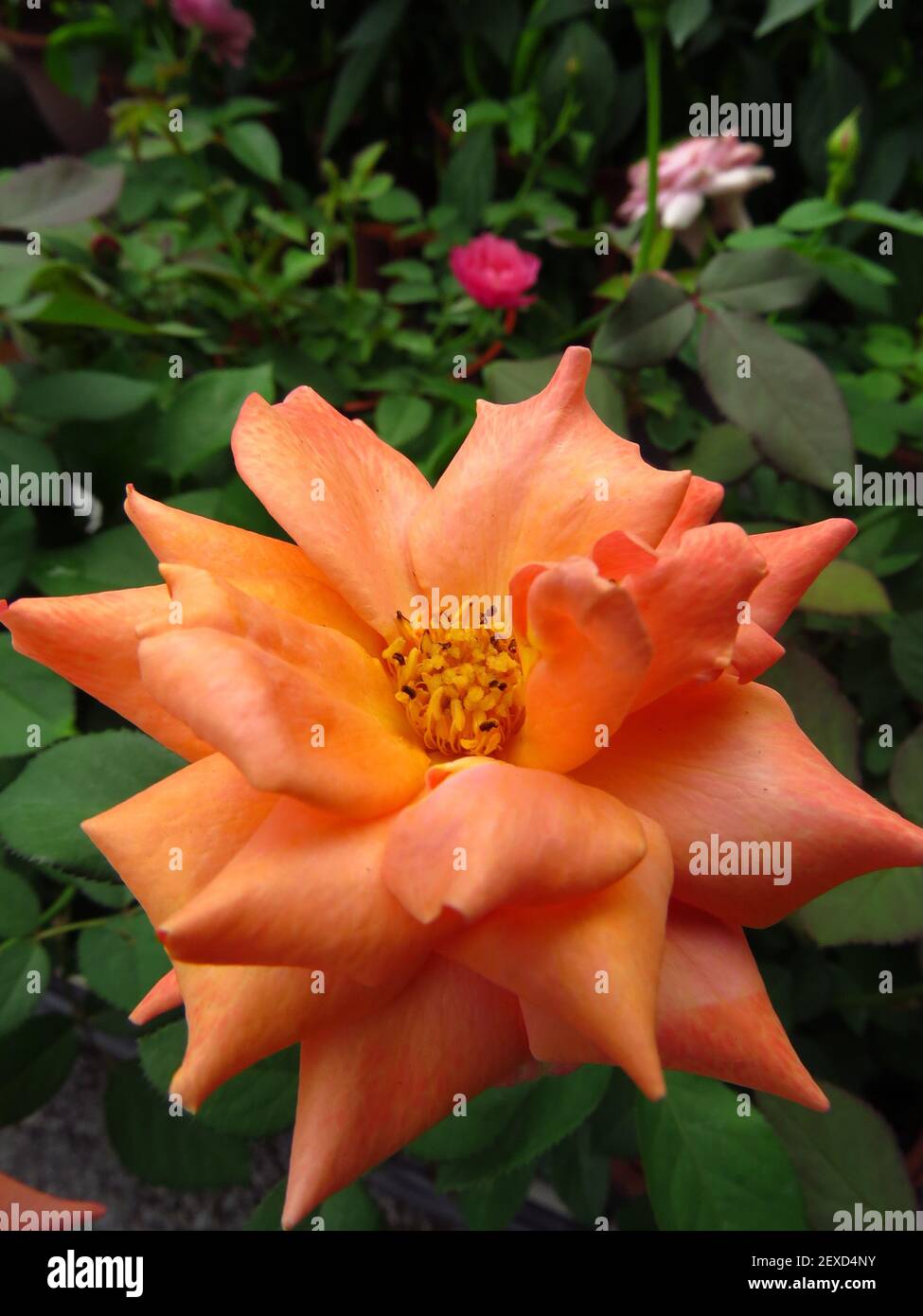 A vertical shot of an orange semi-double rose on a blurred background Stock Photo