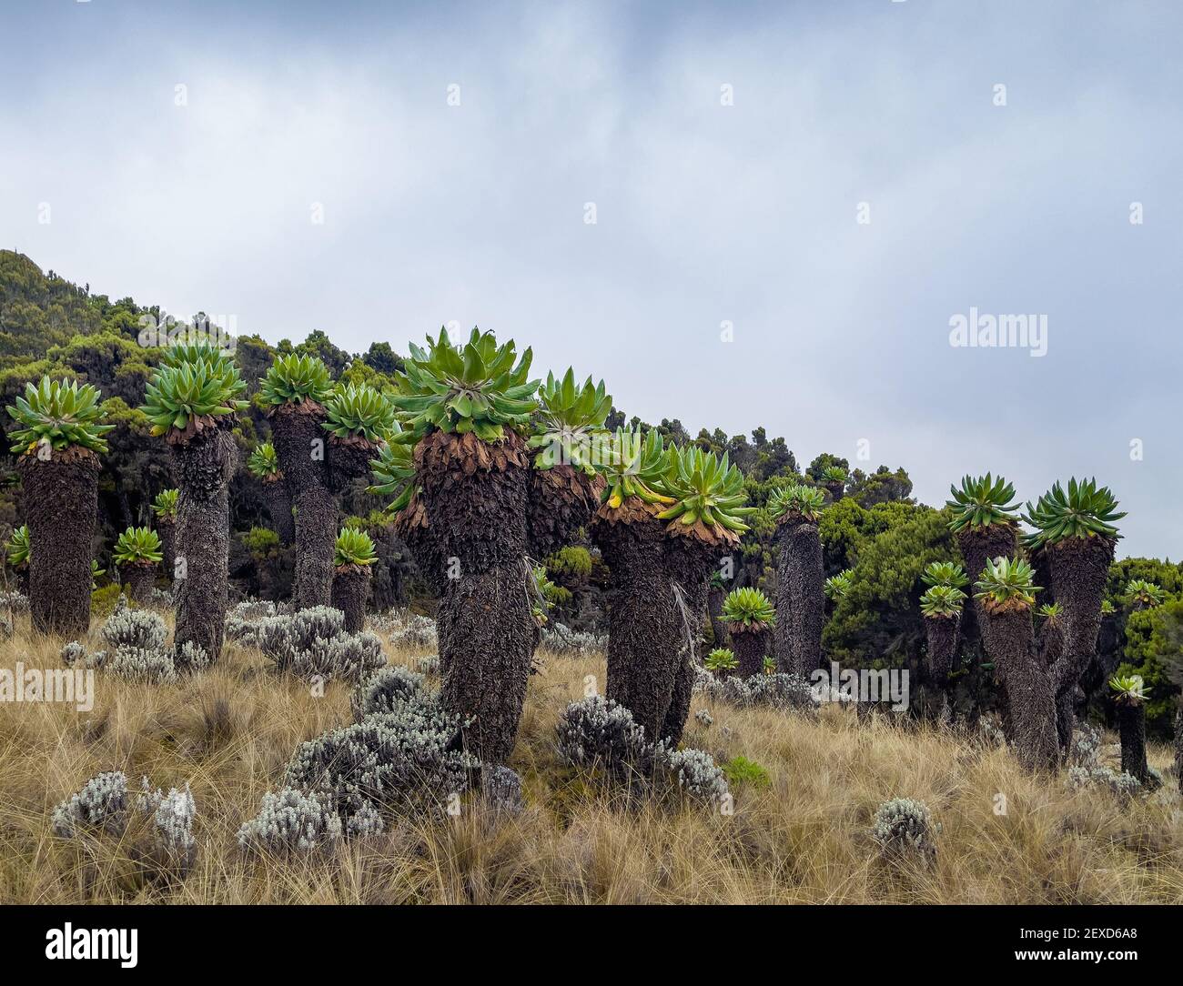 Dendrosenecio kilimanjari - high altitude Moorland zones unique plant. It is a giant groundsel found on Mount Kilimanjaro in Africa, Tanzania. Barranc Stock Photo