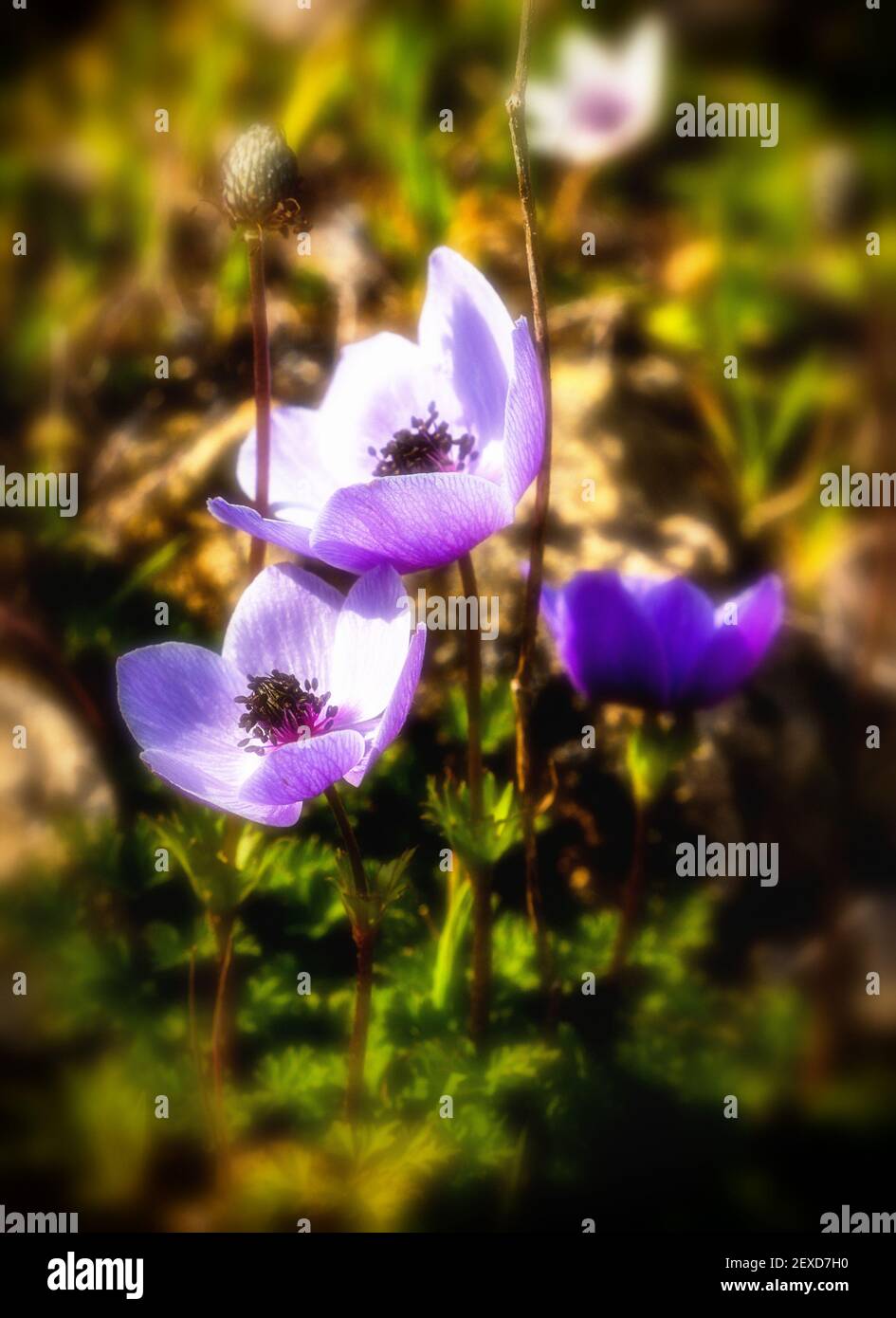 Spring blue flowers in a mountains Stock Photo - Alamy