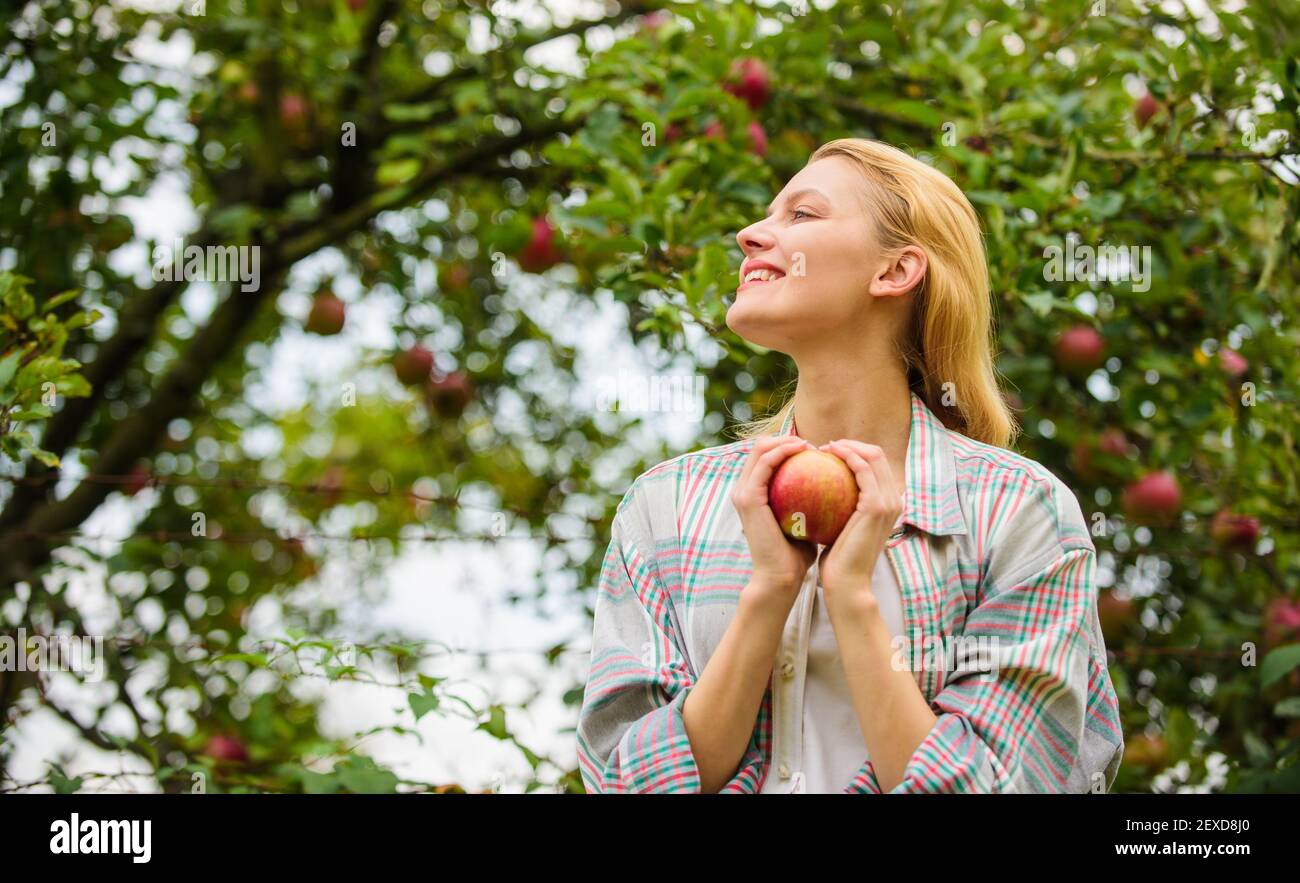 We are gathering apples in the garden