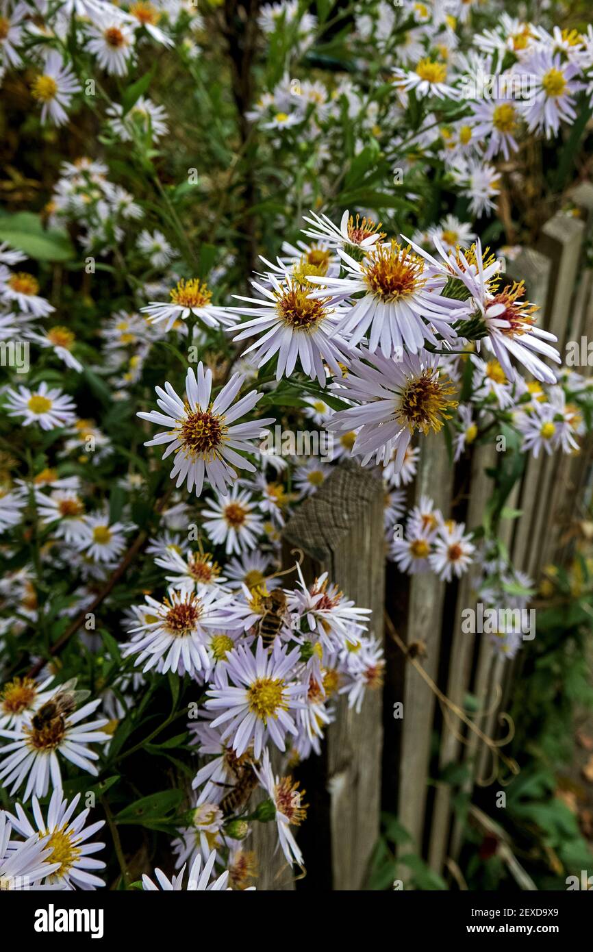 white asters growing on the old wooden fence of a cottage garden Stock Photo
