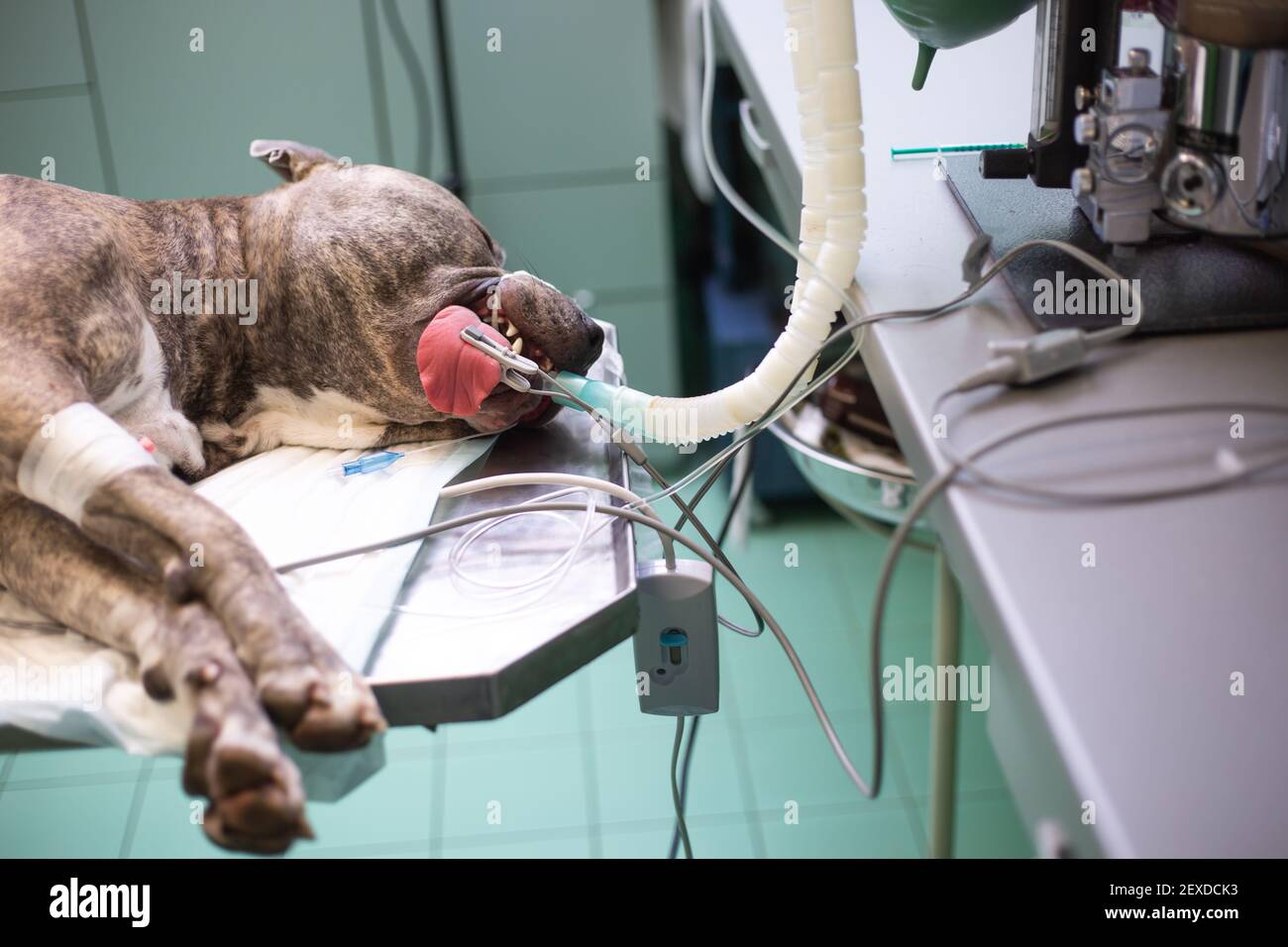 Dog under the anesthesia during the surgery act in the vet clinic