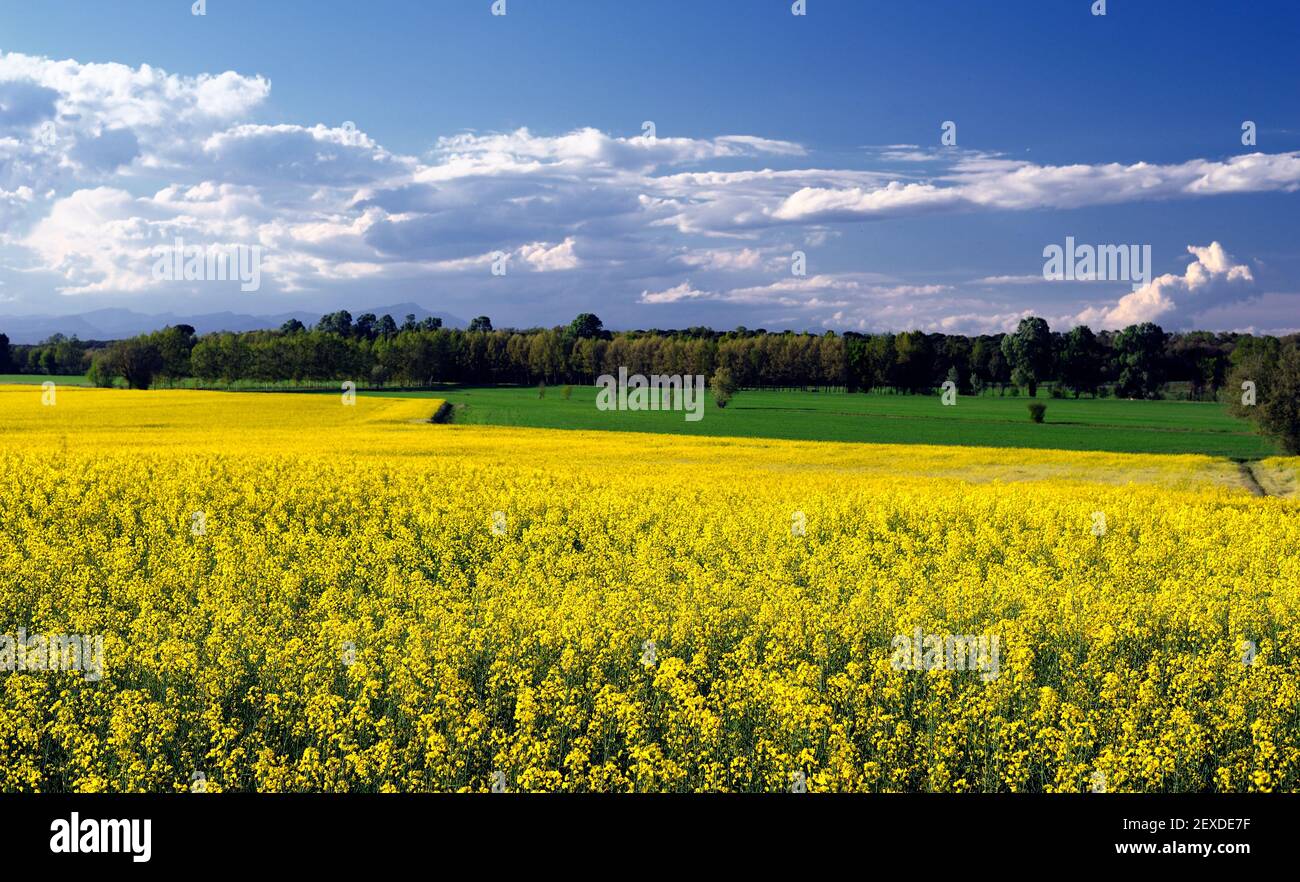 A field of rape flowers near a forest on a cloudy sunny day Stock Photo ...
