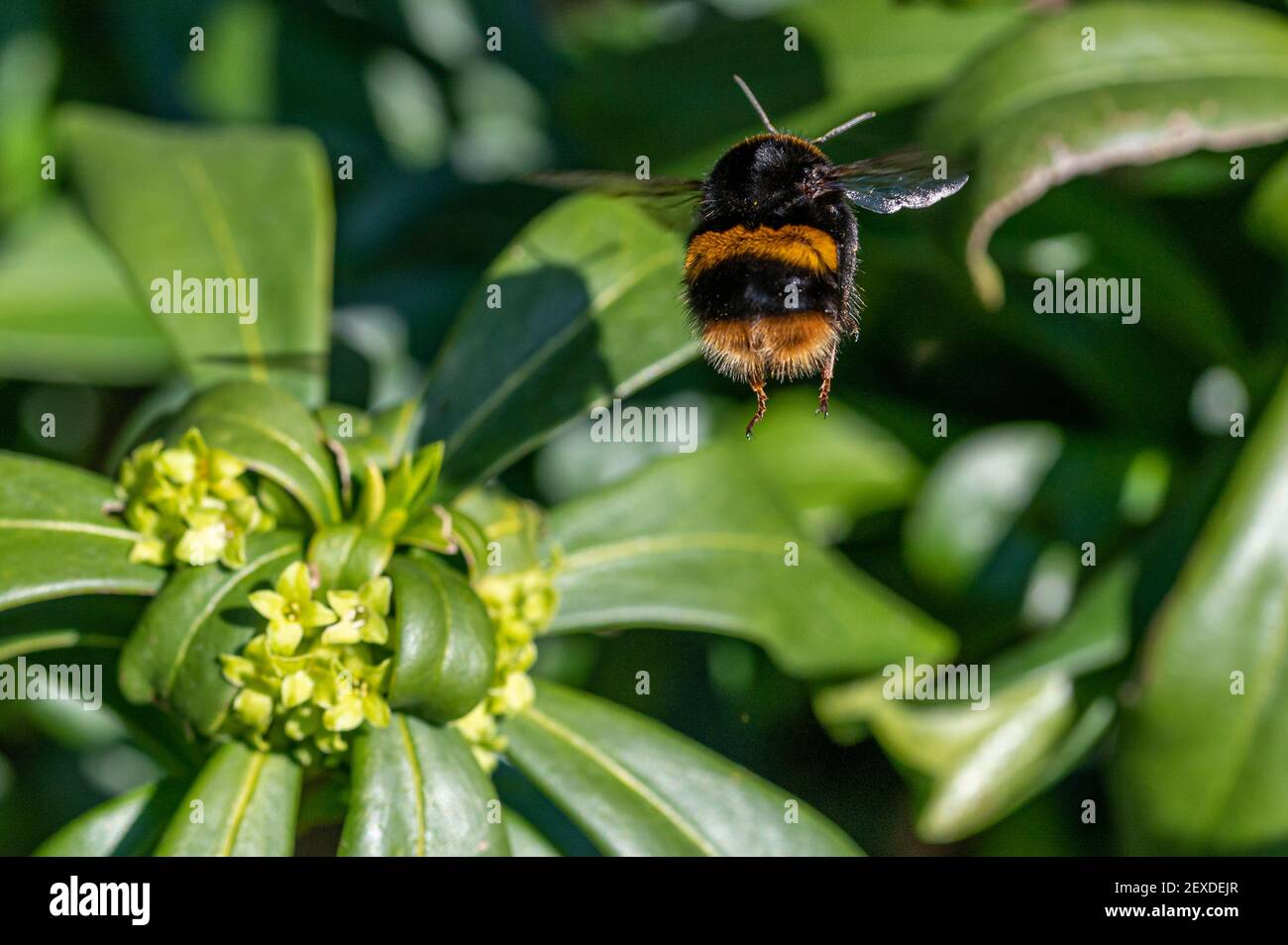 Warming weather and a newly emerged from hibernation, a queen Buff-tailed bumblebee (Bombus terrestris) searches for pollen Stock Photo
