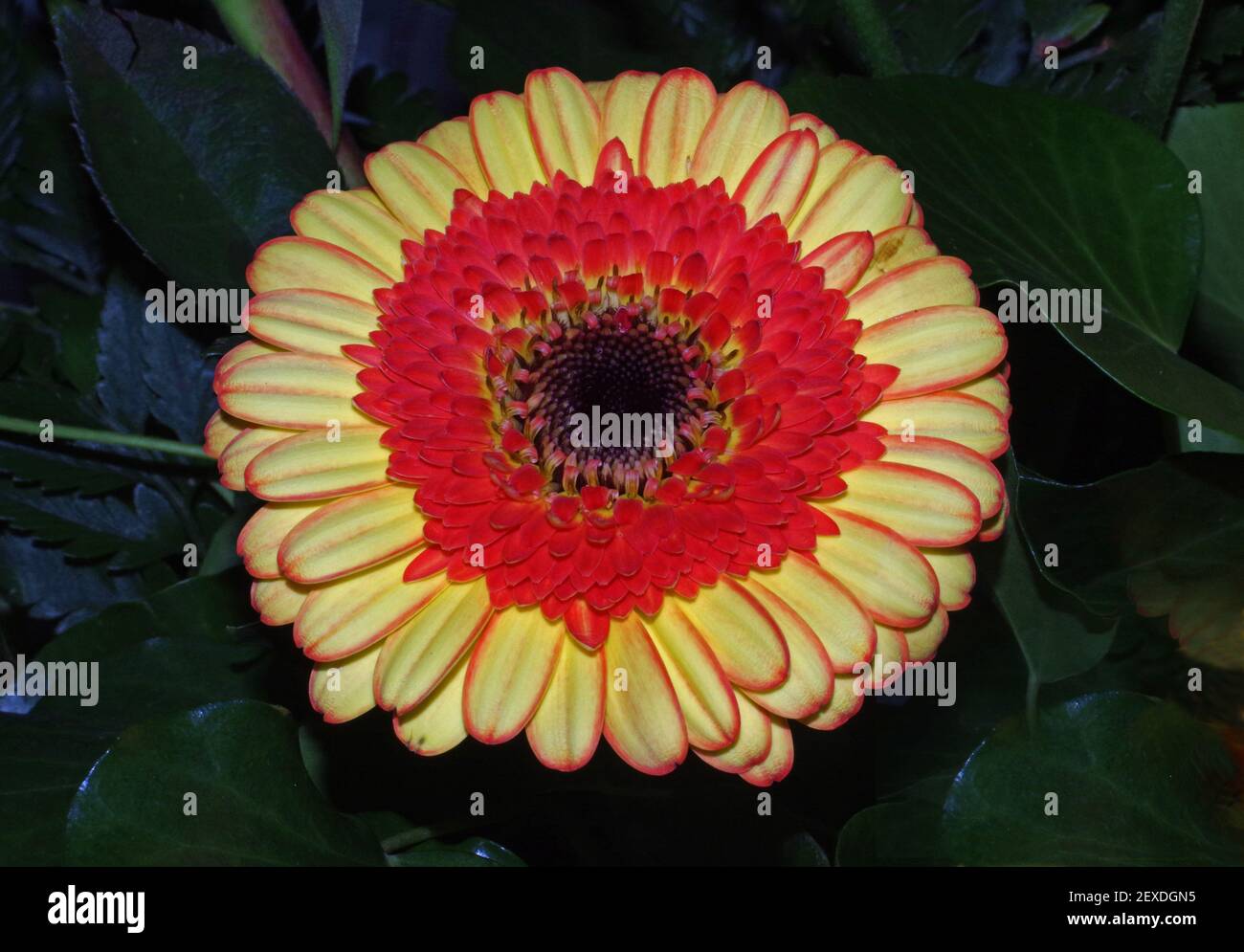 Gerbera red/yellow close-up Stock Photo