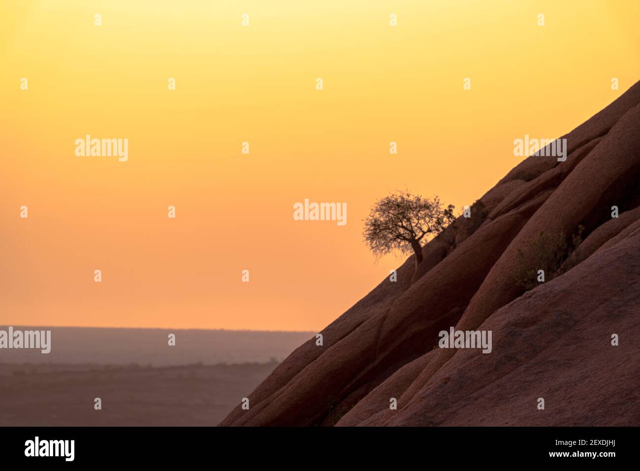Lonely tree on a mountain during sunset Stock Photo