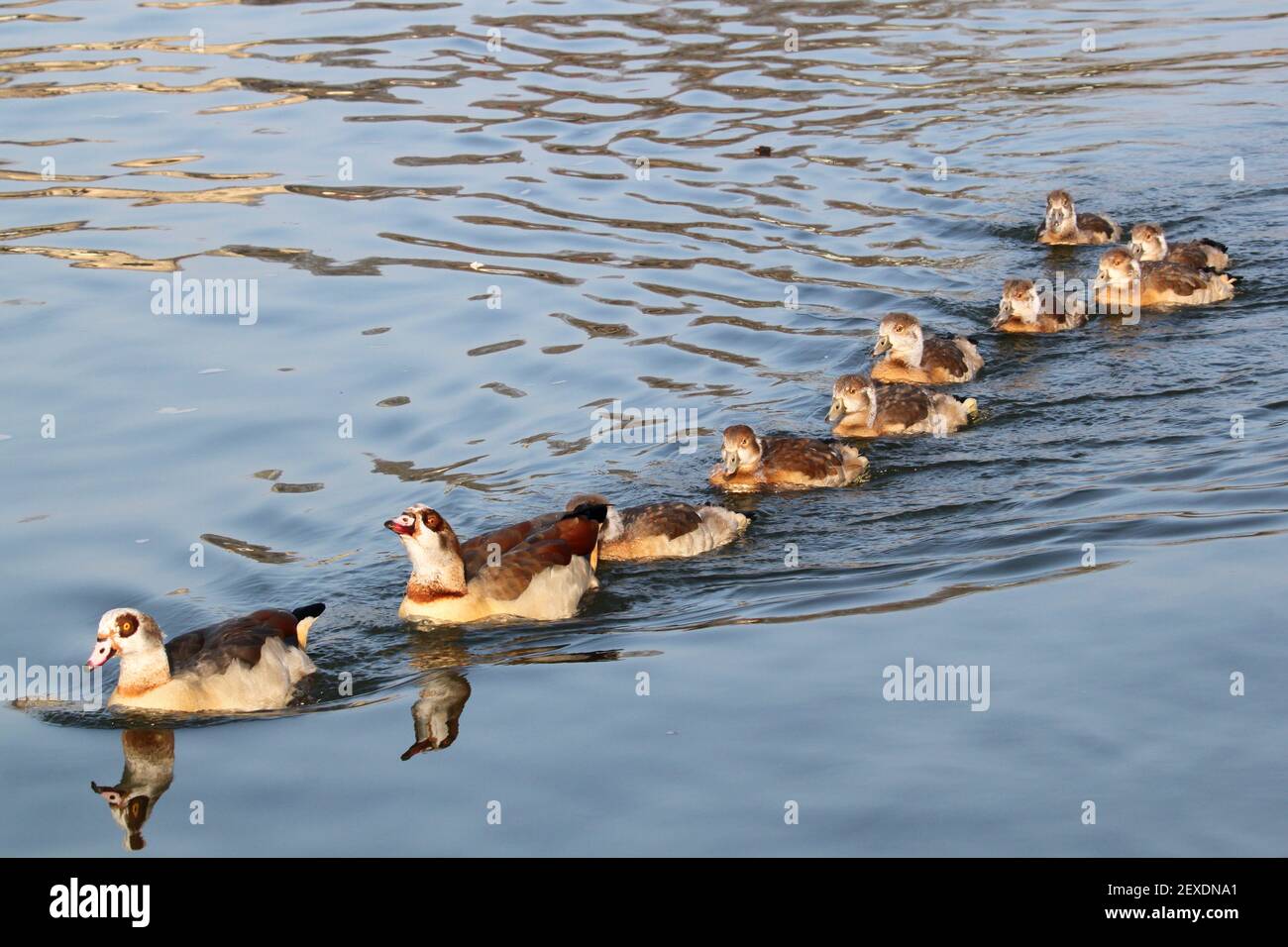 Pair of Egyptian Geese (Alopochen aegyptiacus) with eight goslings, Sadlers Ride, Hurst Park, East Molesey, Surrey, England, Great Britain, UK, Europe Stock Photo