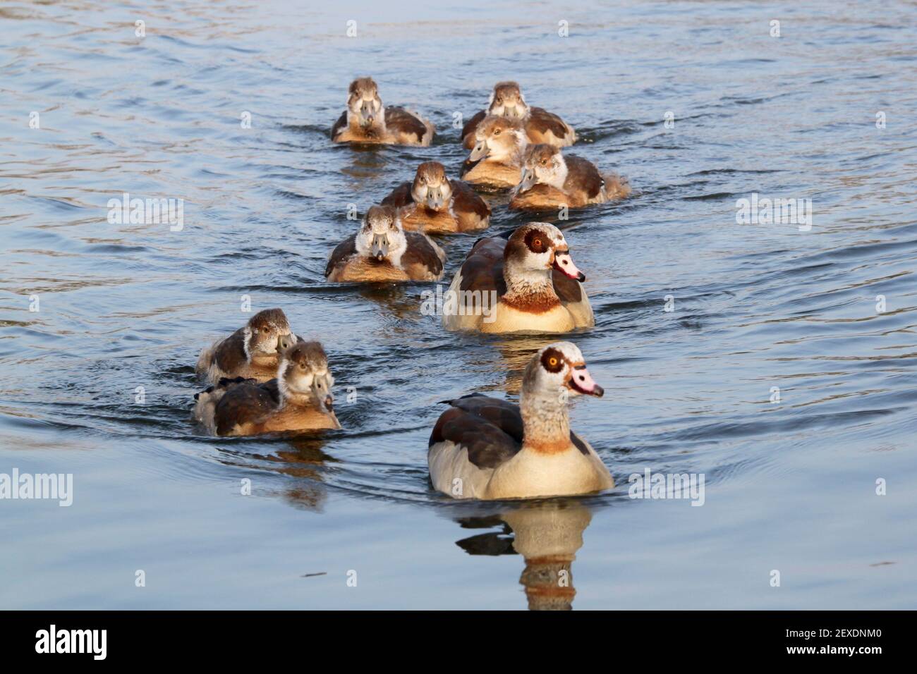 Pair of Egyptian Geese (Alopochen aegyptiacus) with eight goslings, Sadlers Ride, Hurst Park, East Molesey, Surrey, England, Great Britain, UK, Europe Stock Photo