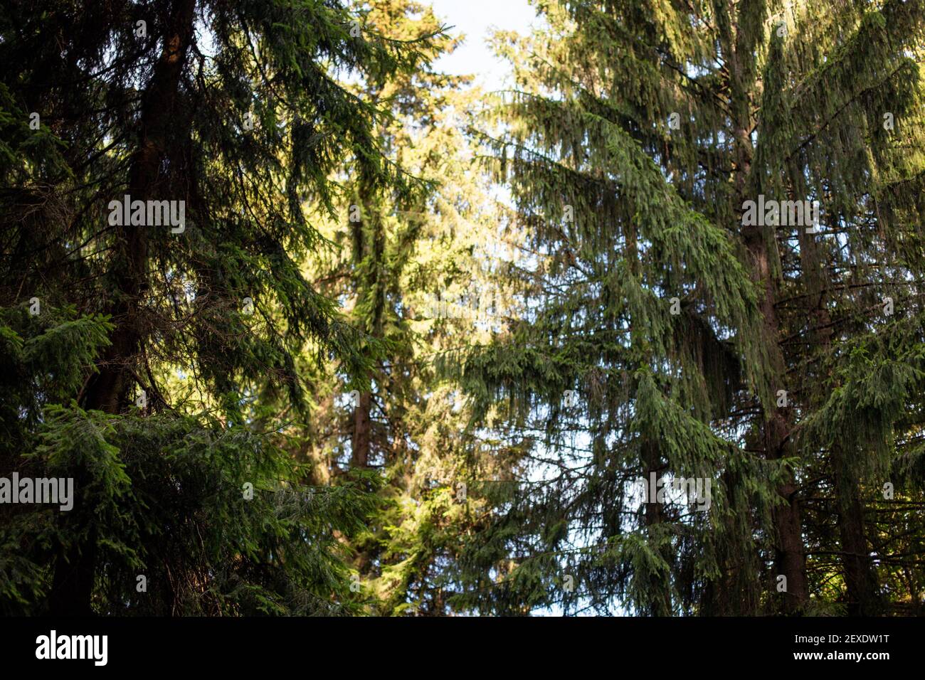 A vertical of the tall trees gleaming under the sunrays in the park ...