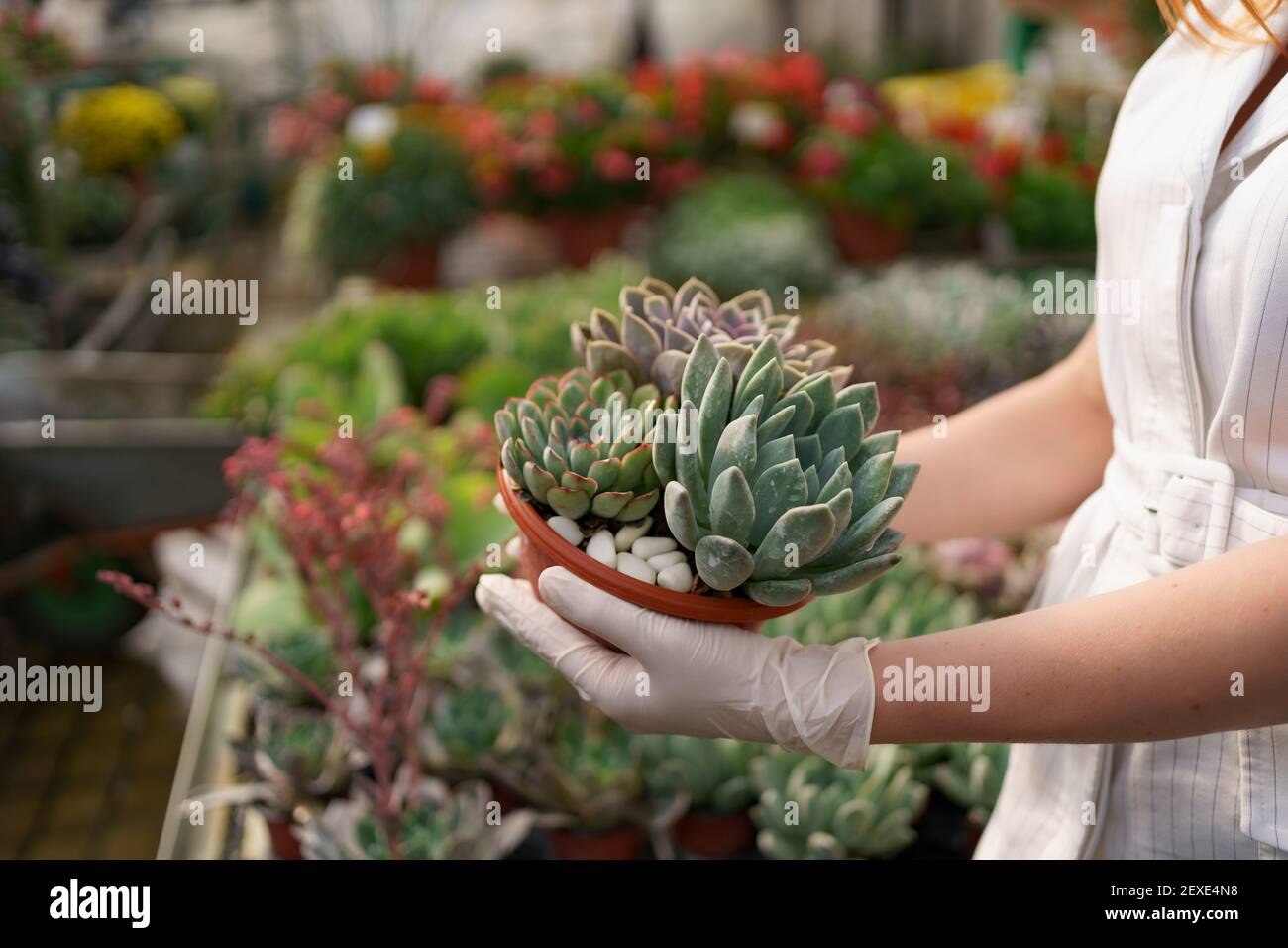 5 finger snake plant Dragon Fingers Snake Plant
