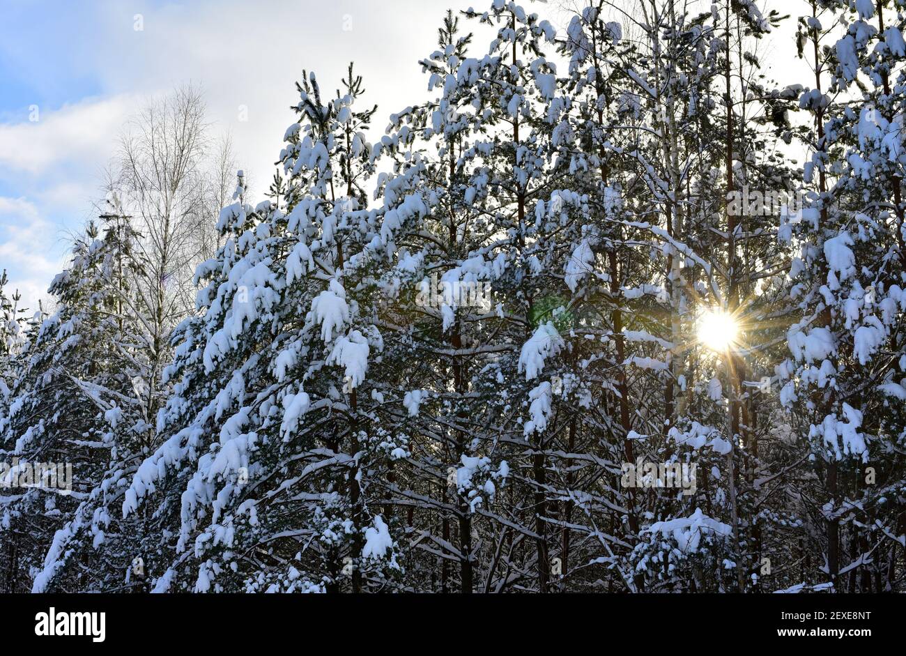 Pine trees in the snow in winter. Pine forest covered with snow after ...