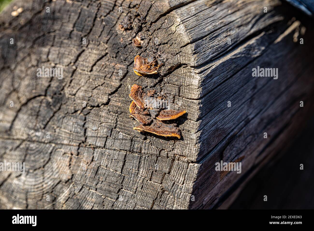 Gray log hi-res stock photography and images - Alamy