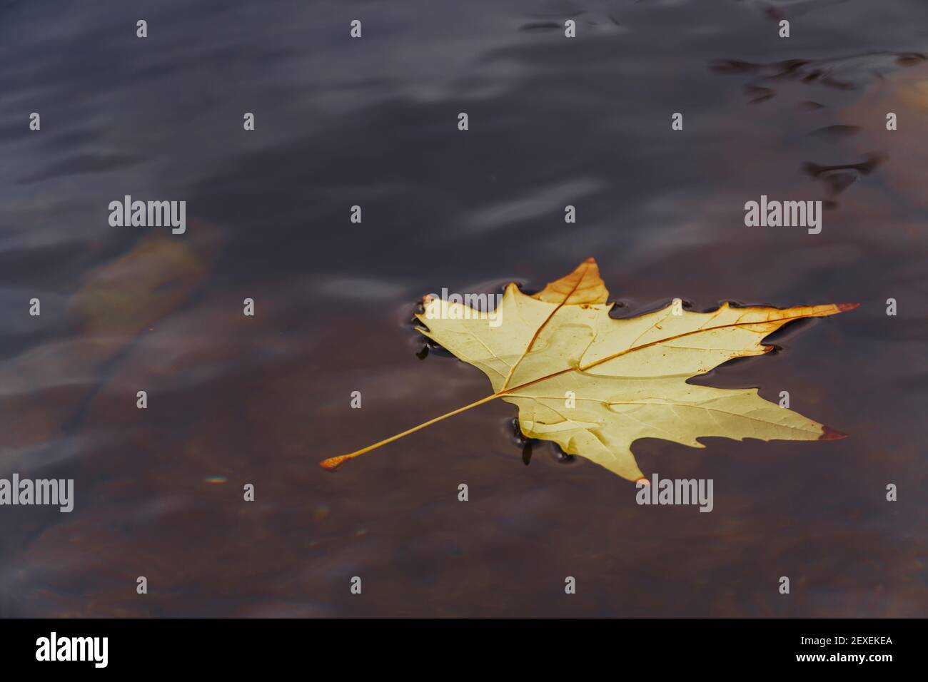 Stock photo of autumn fallen leaf floating in the water of a river ...