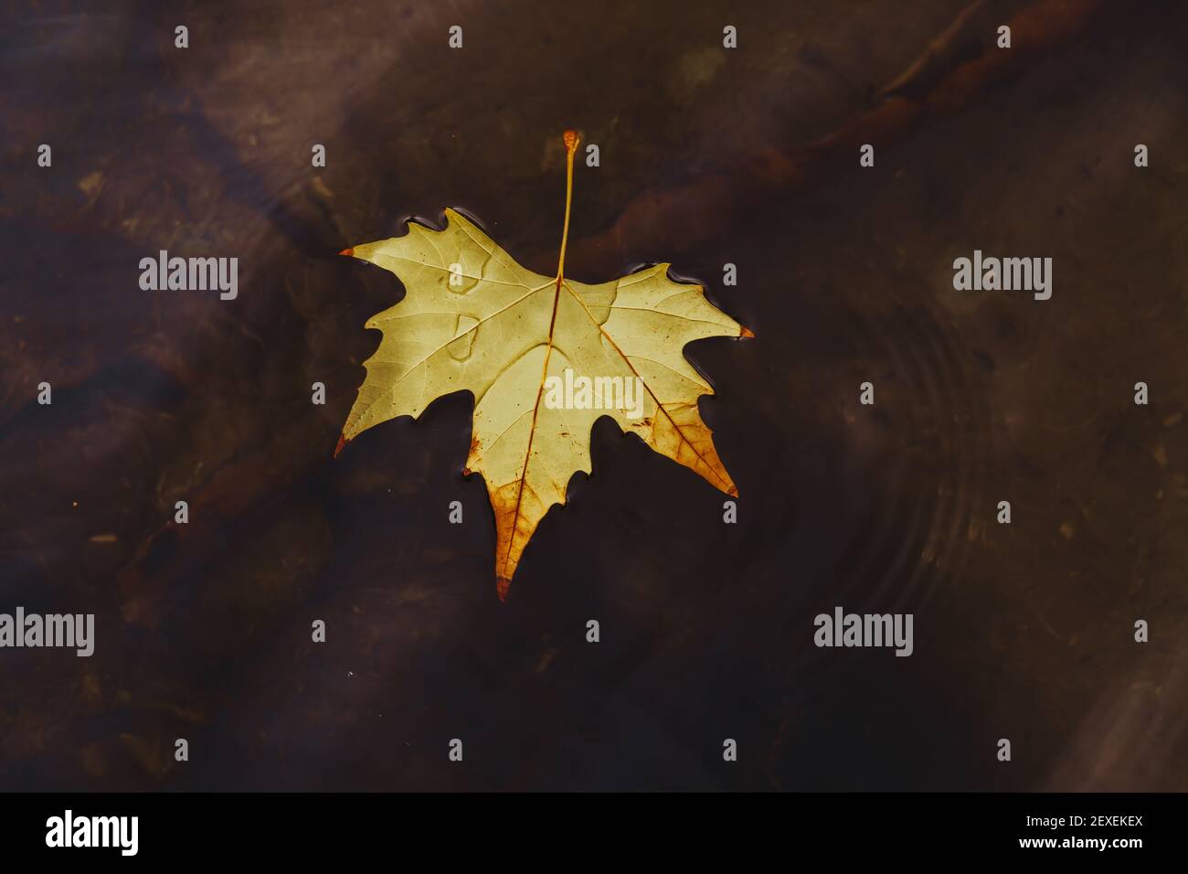 Stock photo of autumn fallen leaf floating in the water of a river ...