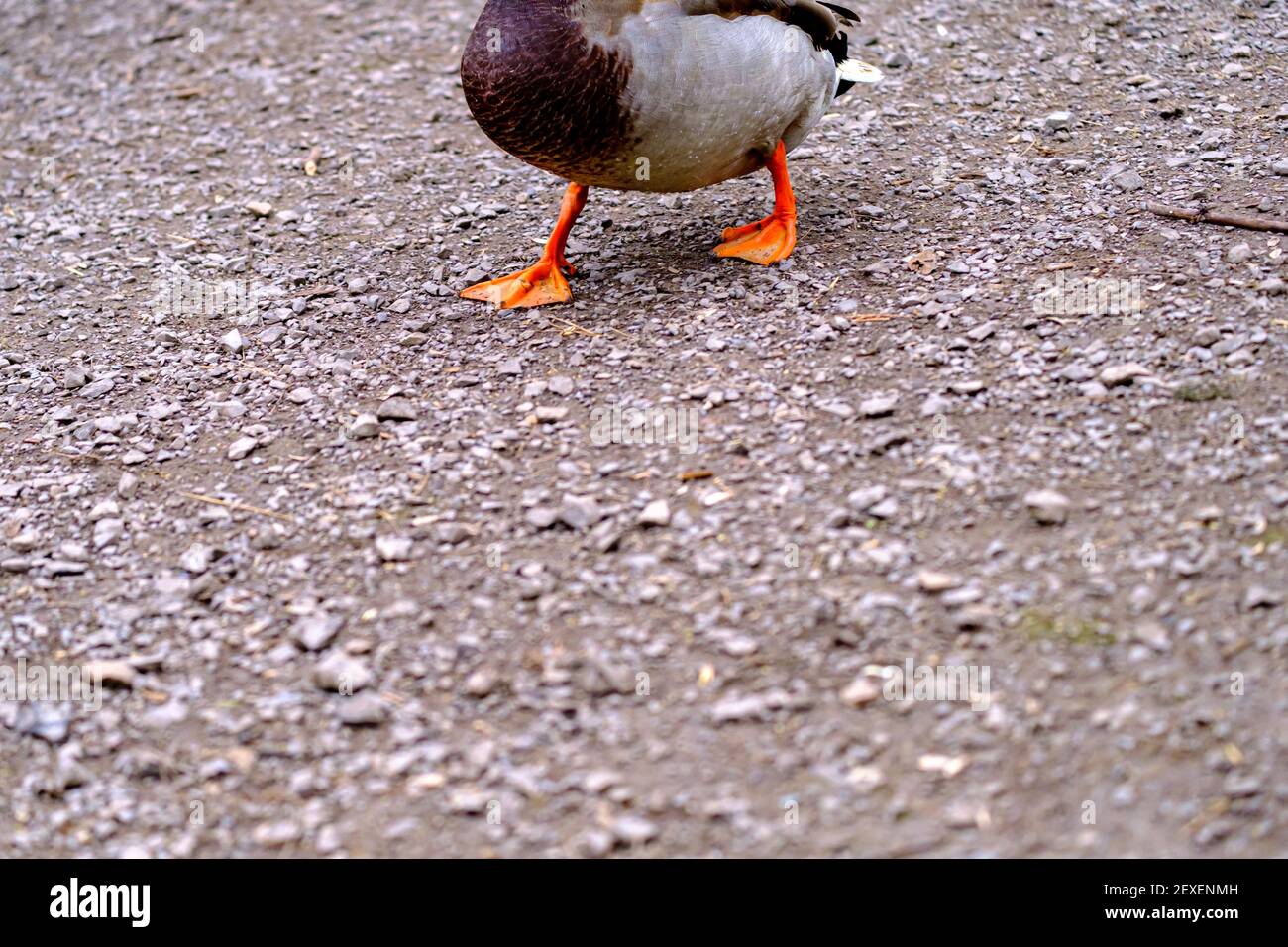 Duck Feet High Resolution Stock Photography and Images Alamy