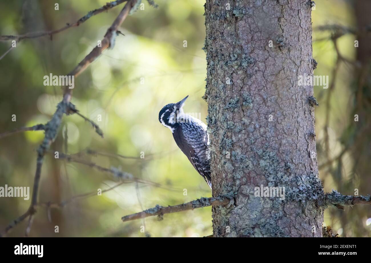 Three toed woodpecker Picoides tridactylus on a tree looking for food, the best photo. Stock Photo