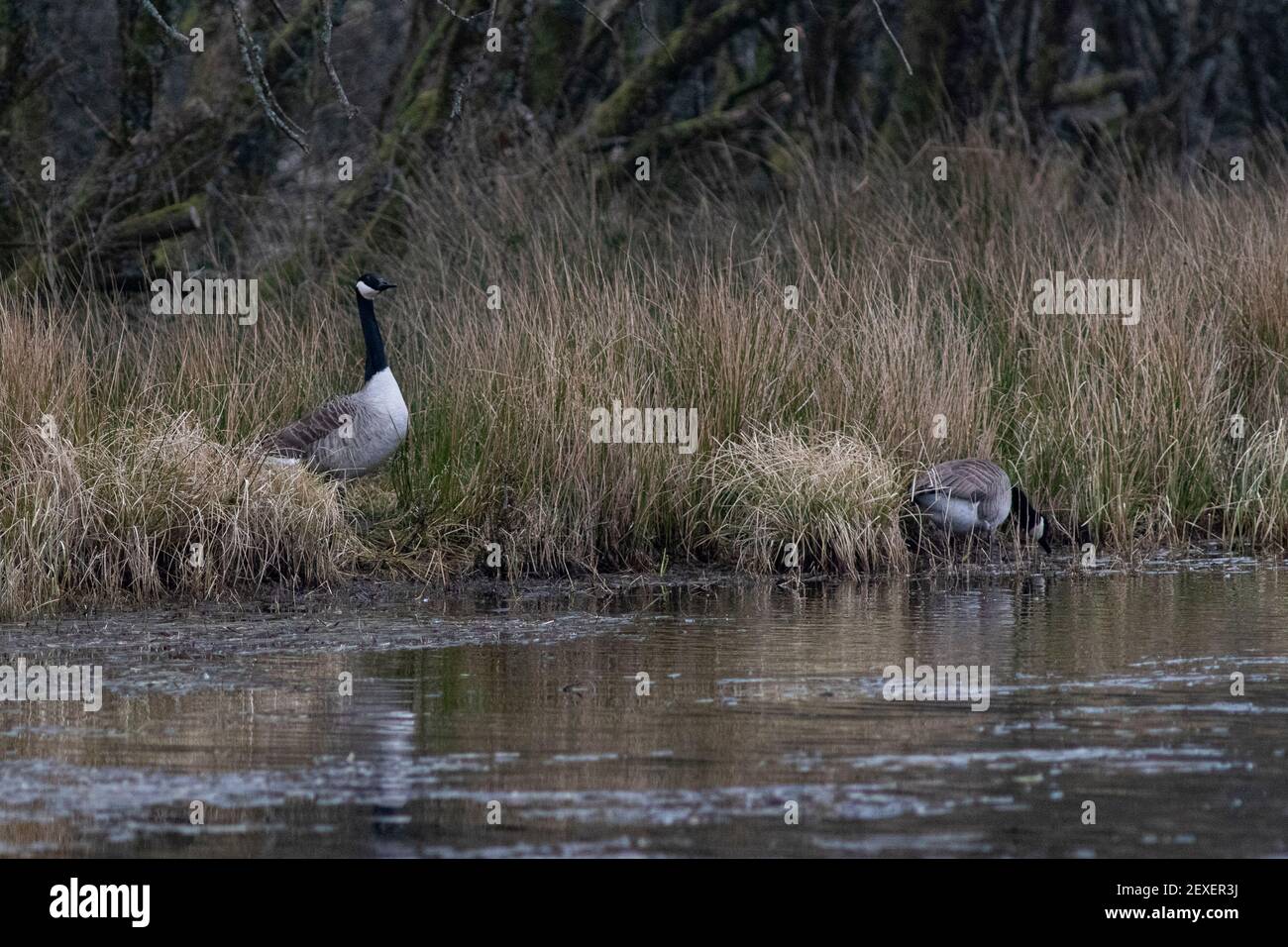 Canada Geese at Parc Slip Nature Reserve on the 4th March 2021. Credit Lewis Mitchell Stock