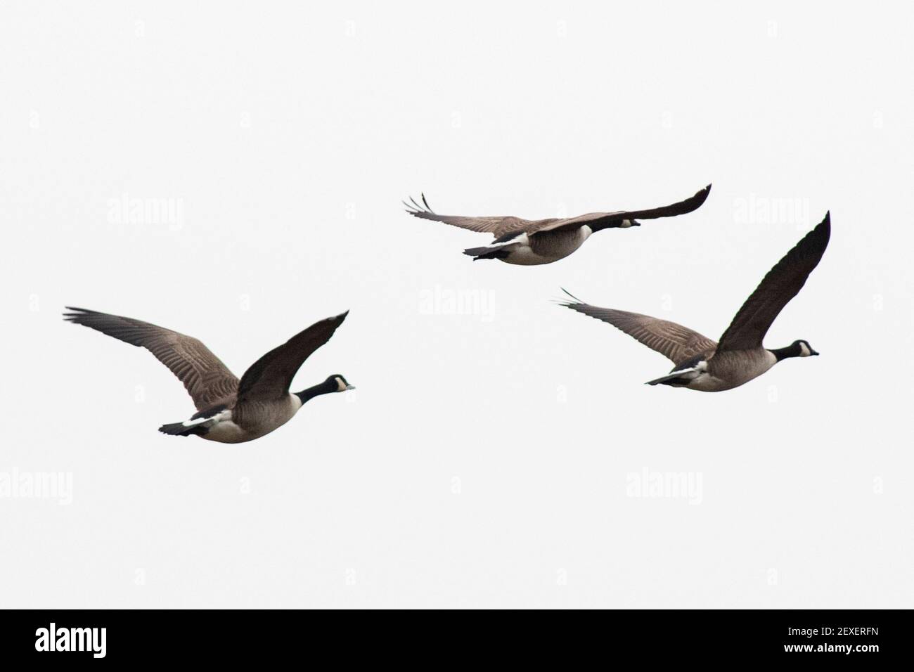 Canada Geese in flight Parc Slip Nature Reserve on the 4th March 2021.  Credit: Lewis Mitchell Stock Photo - Alamy