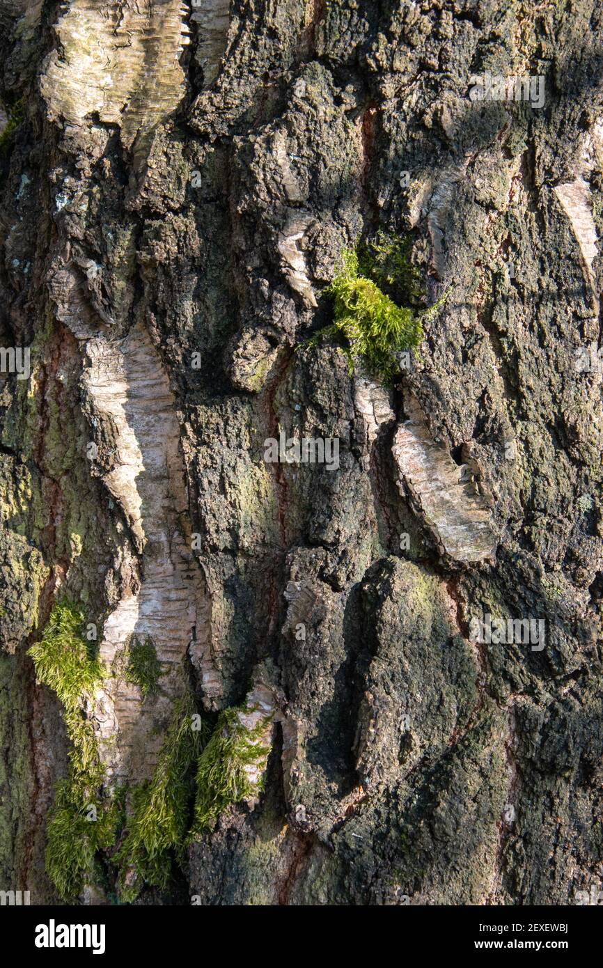 The bark of a birch tree in close-up Stock Photo